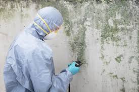 Best Mold Damage Restoration  in Chilton, WI